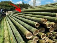 Bambus. Najbardziej Niesamowita Trawa Na Świecie