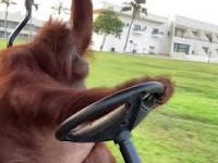 Orangutan prowadzi wózek golfowy