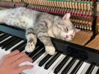 Kot relaksuje się na grającym pianinie