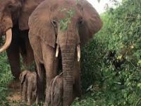 Nad rzeką Ewaso Ng'iro, Kenia urodziły się bliźnięta słoniątek