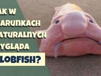Blobfish - ryba z memów, dlaczego grozi jej wyginięcie?