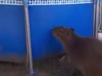 Kapibara skacze do basenu