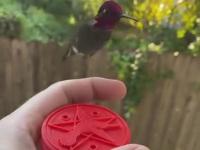 Karmienie kolibra