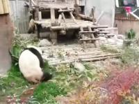 Kung-fu panda jednak istnieje