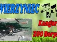 Kangury - ZOO Safari Borysew.