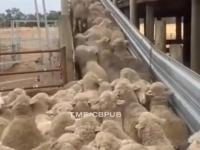 Pies rozładowuje korek z owieczkami