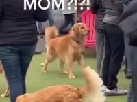 Pies panikuje bo zgubił się w tłumie