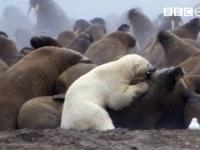 Niedźwiedź polarny kontra morsy