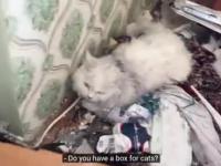 Kot ocalał zbombardowanym mieszkaniu na Ukrainie