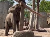 Słoń znalazł fajny sposób na nudę w zoo