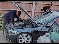Kot pomaga mężczyźnie naprawić samochód