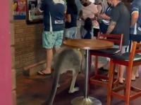 Kangur wpada do baru