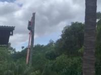Tak się ścina palmy w Kostaryce