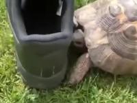 Okazało się, że żółw jest rasistą