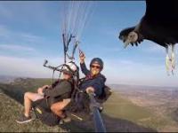 Sęp czarny z gracją ląduje na kijku do selfie