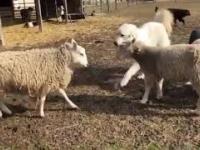Pies uspokaja walczące owce