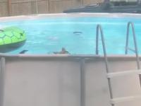 Pies kąpie się w basenie gdy nikt nie patrzy