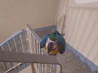 Maniek wchodzi po schodach