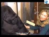 Rozmowa z gorylicą Koko w języku migowym