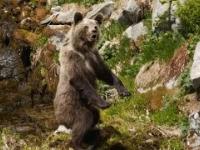 Atak niedźwiedzia w Tatrach