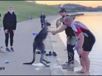 Ratowanie kangura, który wpadł do wody