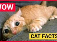 CATS ???? Mind Blowing Cat Facts