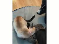 Kotka zanosi swoje młode psu pod opiekę