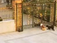 Pies nie zdążył wyhamować przed bramą