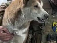 Ukraiński żołnierz i jego pies znajda