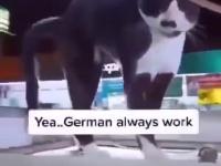 Jak rozpoznać kota z niemieckim obywatelstwem?