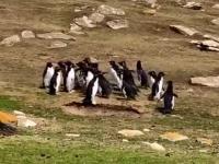 Gangi pingwinów