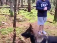 Pies zdobywa leśne trofeum