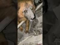 Ukraińscy żołnierze znaleźli psa po ataku rosyjskich rakiet