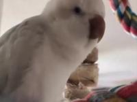 Papuga śpiewa fragment popularnego utworu „Mah Nà Mah Nà”