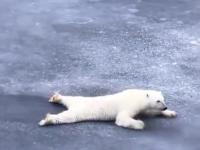Niedźwiedź przemieszcza się po cienkim lodzie