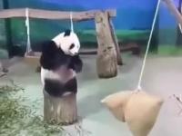 Panda wyczuła ten moment