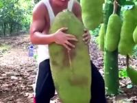 Jackfruit - największy owoc rosnący na drzewach