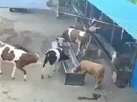 Krowy też potrafią robić pranki