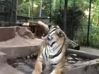 Tygrysy, to takie większe kotki
