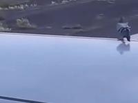 Gołąb próbuje złapać stopa na skrzydle samolotu