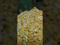 Tanie ogrzewanie, czyli pal kukurydzą