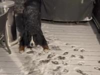 Berneński pies pasterski uwielbia przebywać na śniegu