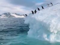 Pełne gracji pingwiny zeskakują z lodowca