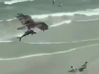 Kondor kalifornijski leci sobie z obiadkiem - małym rekinem
