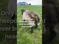 Owca odzyskuje kontrolę nad nogami po zbyt długim leżeniu na plecach