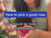 Jak wybrać najlepszą... różę? krótki poradnik