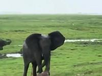 Słonie świętują narodziny słoniątka w Kenii