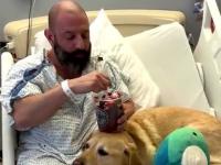 Labrador nie odstępuje swojego pana nawet w szpitalu