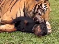 Tygrys bawi się z rottweilerem