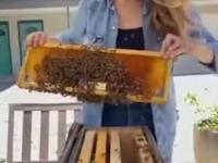 Pszczelarka Erika Thompson prezentuje jak przenosić rój pszczół bez królowej